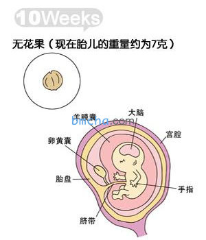 怀孕10周 胎儿发育和妈妈变化图