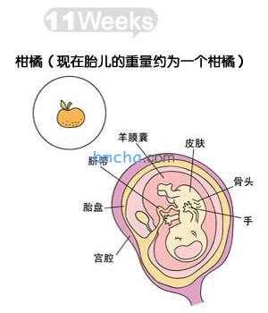 怀孕11周 胎儿发育和妈妈变化图