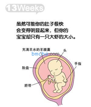 怀孕13周 胎儿发育和妈妈变化图
