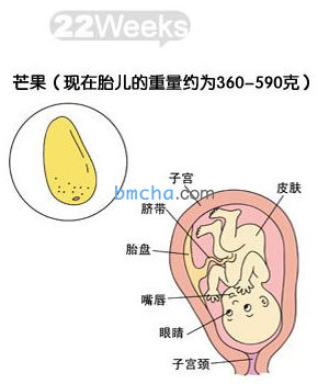 怀孕22周 胎儿发育和妈妈变化图