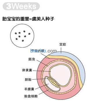 怀孕3周 胎儿发育和妈妈变化图