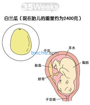 怀孕35周 胎儿发育和妈妈变化图