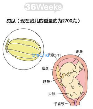 怀孕36周 胎儿发育和妈妈变化图