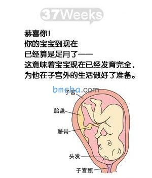 怀孕37周 胎儿发育和妈妈变化图