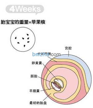 怀孕4周 胎儿发育和妈妈变化图