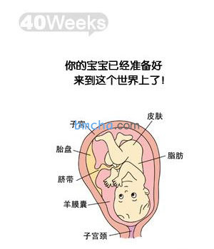 怀孕40周 胎儿发育和妈妈变化图