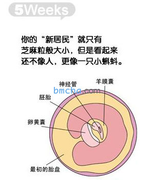 怀孕5周 胎儿发育和妈妈变化图