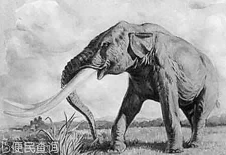 甘肃发现完整剑齿象化石