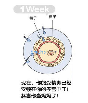 怀孕1周 胎儿发育和妈妈变化图