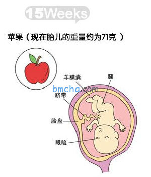 怀孕15周 胎儿发育和妈妈变化图