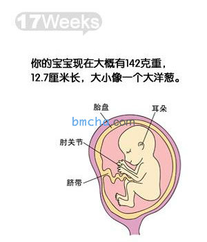 怀孕17周 胎儿发育和妈妈变化图