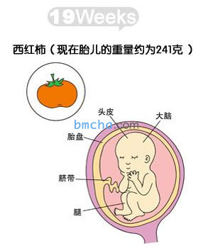 怀孕19周 胎儿发育和妈妈变化图