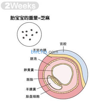 怀孕2周 胎儿发育和妈妈变化图
