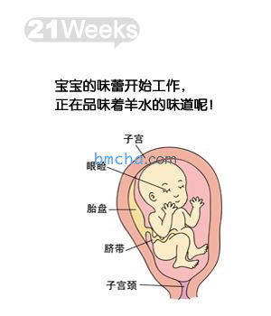 怀孕21周 胎儿发育和妈妈变化图