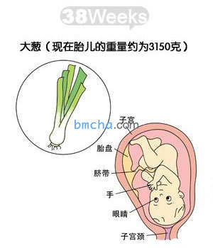 怀孕38周 胎儿发育和妈妈变化图