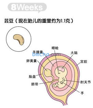 怀孕8周 胎儿发育和妈妈变化图