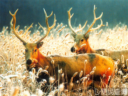 中国&ldquo;四不象&rdquo;传到欧洲