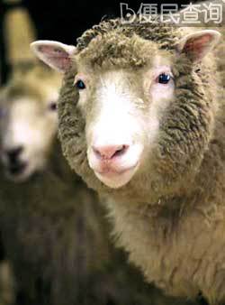 克隆羊多莉接受安乐死