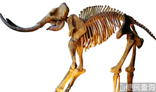 冷冻精子复活猛犸