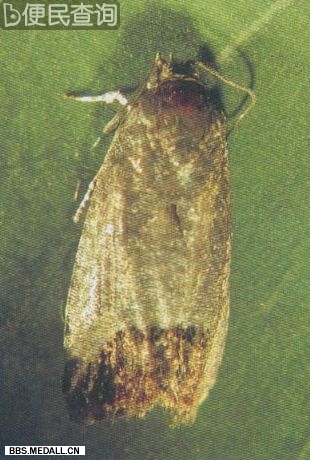 我国澄清一飞蛾引发的历史错案