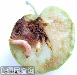 我国澄清一飞蛾引发的历史错案