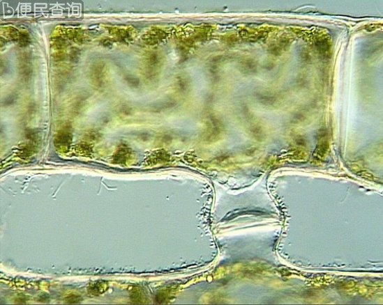 最佳年度生物显微照片，水蚤微观照居首