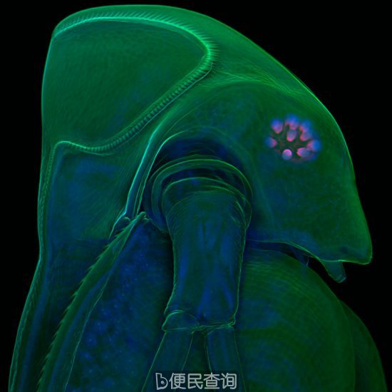 最佳年度生物显微照片，水蚤微观照居首
