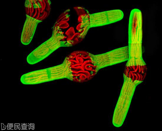 最佳年度生物显微照片，水蚤微观照居首