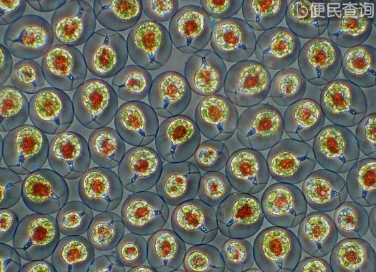 最佳年度生物显微照片，水蚤微观照居首