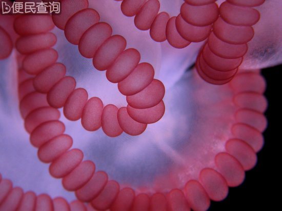 最佳年度生物显微照片，水蚤微观照居首