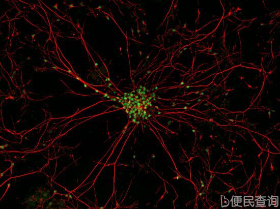 最佳年度生物显微照片，水蚤微观照居首